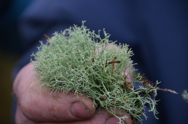 2011 12 A la découverte des lichens 30